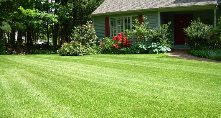 mow free grass