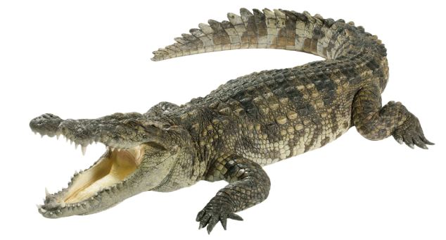 Traditional Brew Believed To Be Lace With Crocodile’s Bile Kills 69 in Mozambique