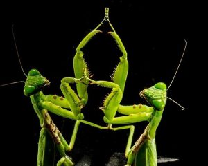 Praying Mantis Sexual Cannibalism: An Extreme Case  Of Male Parental Investment