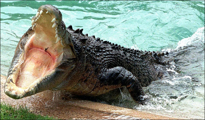 Fisherman Turned Village Hero After Killing 20ft Croc That Ate His ...