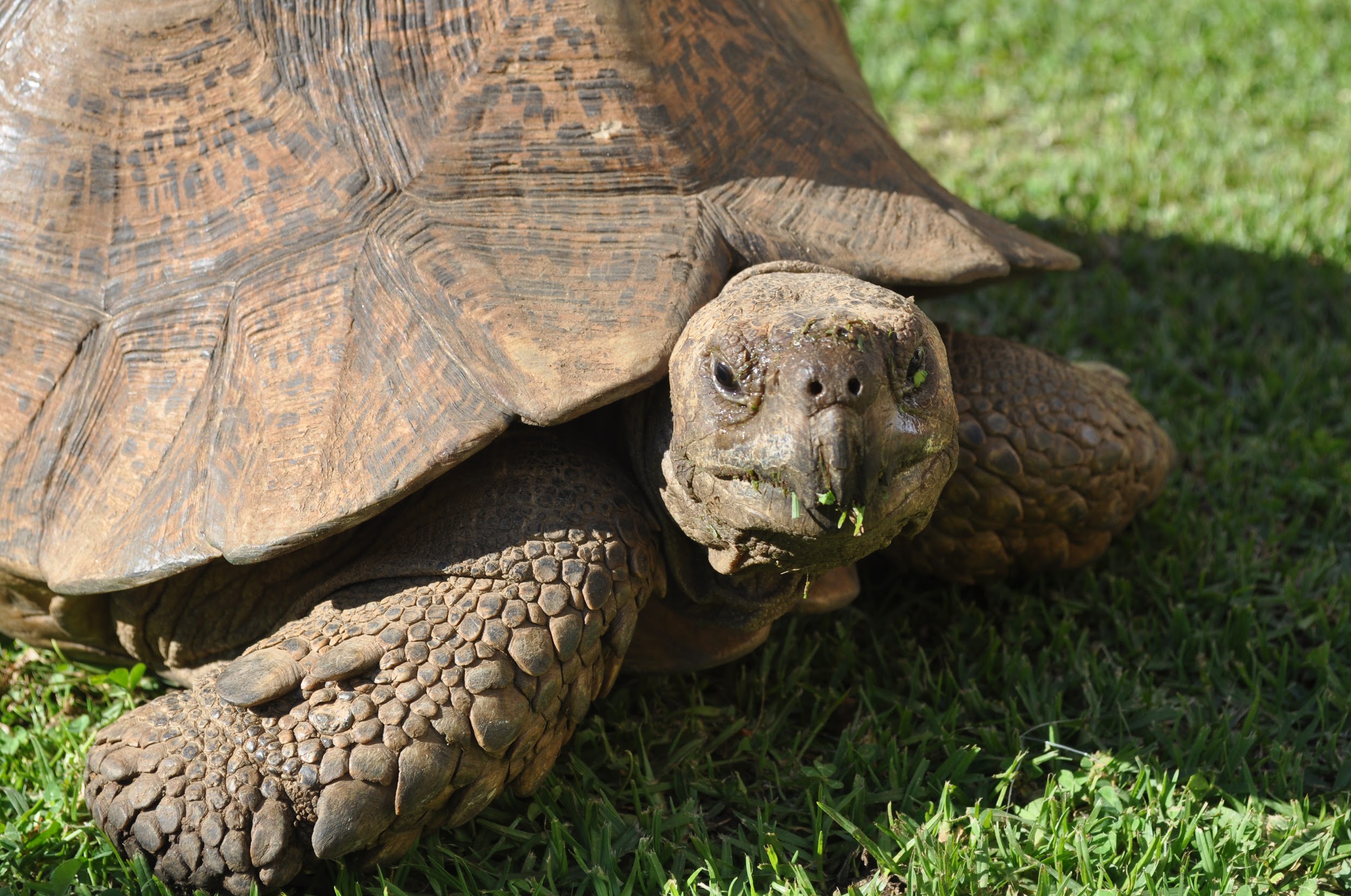 Uganda Reptile Village – Feel Like Frolicking With The Slithery, Cold ...