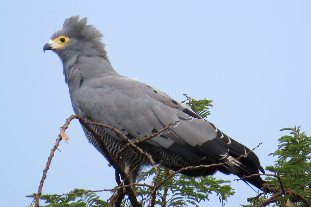 Uganda – A Sanctuary For Birds & Birds Watchers’ Mecca
