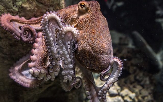 octopus